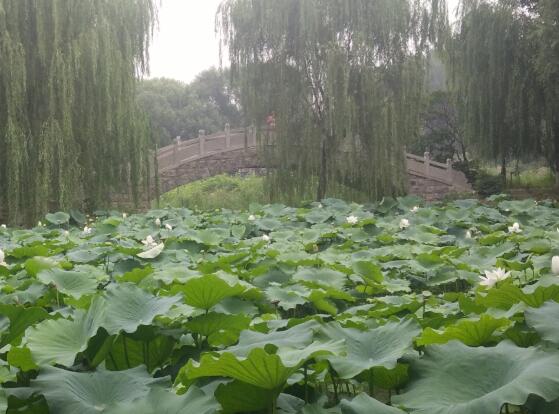 邯郸学院